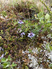 Astragalus norvegicus