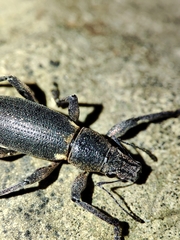 Brachyderes lusitanicus