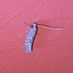 Nemapogon variatella