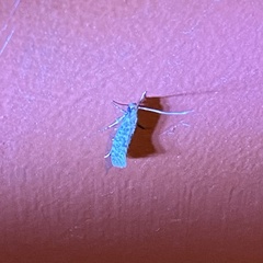 Nemapogon variatella