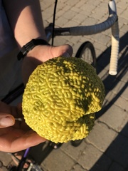 Maclura