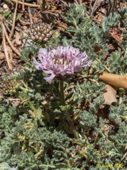 Lomelosia pulsatilloides