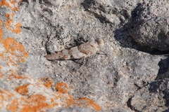 Sphingonotus caerulans