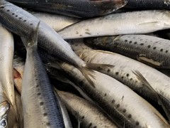 Sardinops sagax