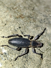 Brachyderes lusitanicus