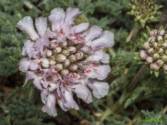 Lomelosia pulsatilloides