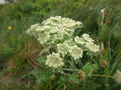 Silphiodaucus hispidus