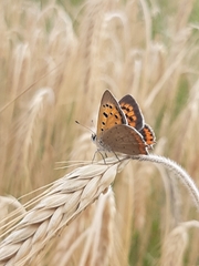 Lycaena phlaeas