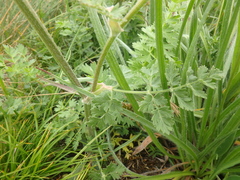 Silphiodaucus hispidus