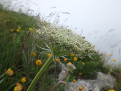 Silphiodaucus hispidus