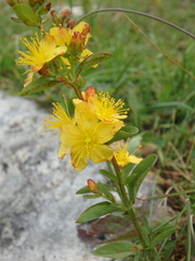 Hypericum linarioides
