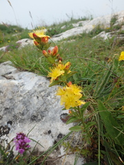 Hypericum linarioides