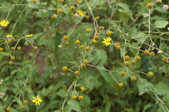 Senecio bombayensis