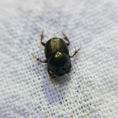 Onthophagus striatulus