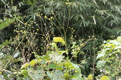Senecio bombayensis