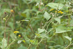 Senecio bombayensis
