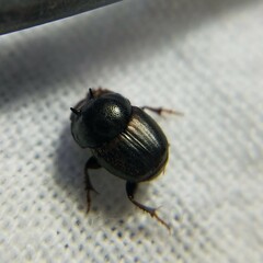 Onthophagus striatulus