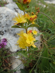 Hypericum linarioides