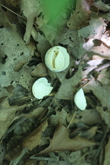 Antrostomus vociferus