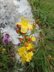 Hypericum linarioides