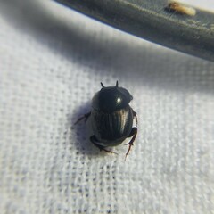 Onthophagus striatulus