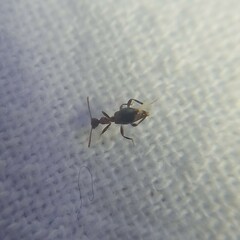 Acanthinus argentinus