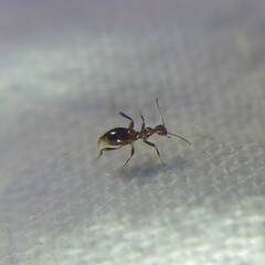 Acanthinus argentinus