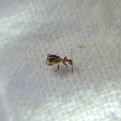 Acanthinus argentinus