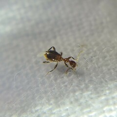 Acanthinus argentinus