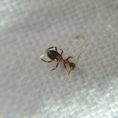 Acanthinus argentinus