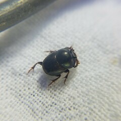 Onthophagus striatulus