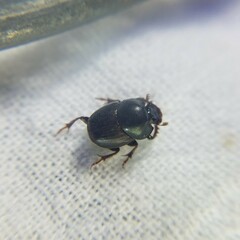 Onthophagus striatulus