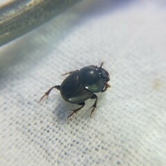 Onthophagus striatulus