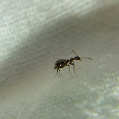 Acanthinus argentinus