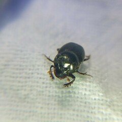 Onthophagus striatulus