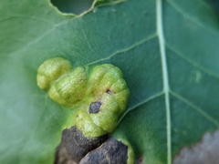 Phyllocoptes didelphis