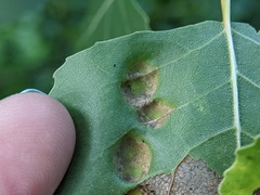 Phyllocoptes didelphis