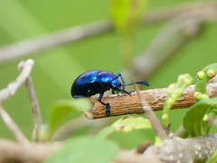 Platycorynus peregrinus