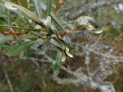 Pseudotelphusa paripunctella