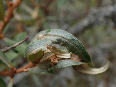 Pseudotelphusa paripunctella