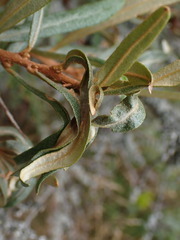 Pseudotelphusa paripunctella