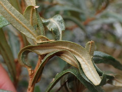 Pseudotelphusa paripunctella