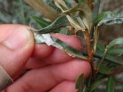 Pseudotelphusa paripunctella