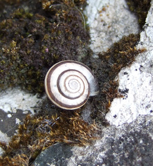 Helicella itala