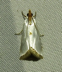 Argyria rufisignella