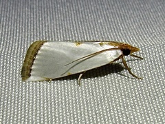 Argyria rufisignella