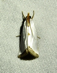 Argyria rufisignella