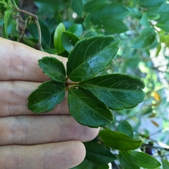 Causonis corniculata