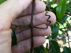 Causonis corniculata