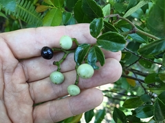 Causonis corniculata